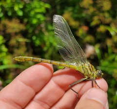 Dromogomphus armatus