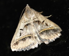 Acantholipes trajecta