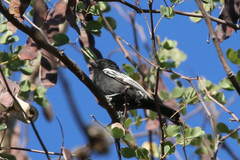 Melaniparus niger xanthostomus