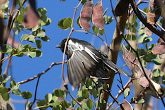 Melaniparus niger xanthostomus