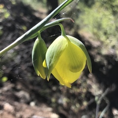 Calochortus raichei