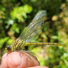 Dromogomphus armatus