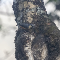 Sitta himalayensis