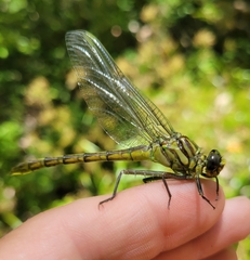 Dromogomphus armatus