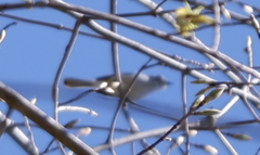 Polioptila caerulea caerulea