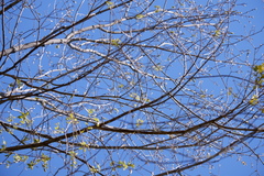 Polioptila caerulea caerulea