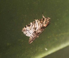 Characoma