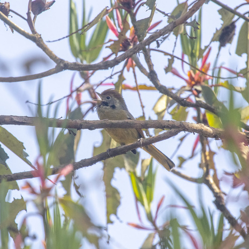 Bar-throated Minla (Actinodura strigula), photo 9