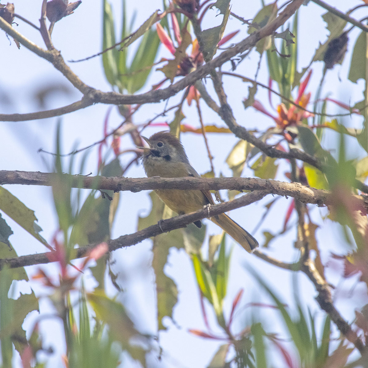 Chestnut-tailed Minla illustration