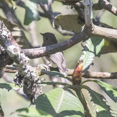Cyornis unicolor