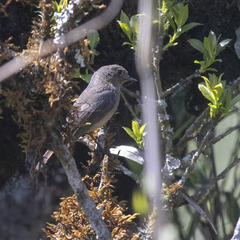 Cyornis unicolor