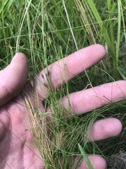 Eleocharis tenuis verrucosa