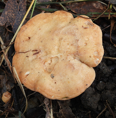 Rhodocybe lateritia