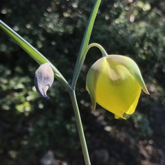 Calochortus raichei