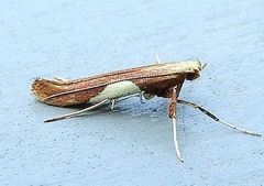 Caloptilia packardella