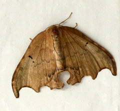 Thymistida tripunctata