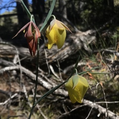 Calochortus raichei
