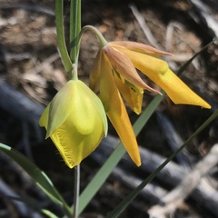 Calochortus raichei