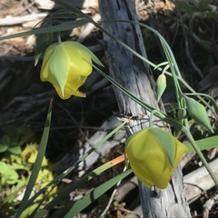Calochortus raichei