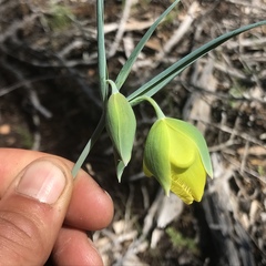 Calochortus raichei