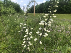 Baptisia alba macrophylla