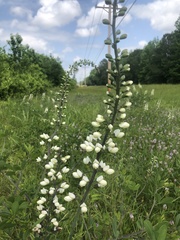 Baptisia alba macrophylla