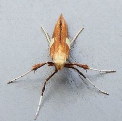 Caloptilia packardella