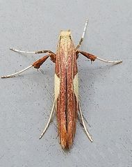 Caloptilia packardella