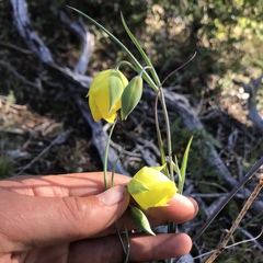 Calochortus raichei