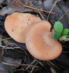 Rhodocybe lateritia