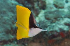 Forcipiger flavissimus