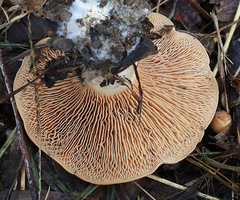 Rhodocybe lateritia