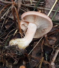 Rhodocybe lateritia