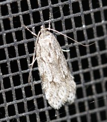 Acantholena siccella