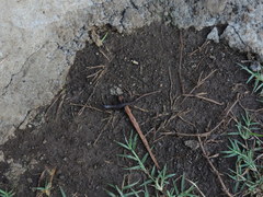Lepidophyma tuxtlae