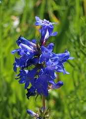 Penstemon cyananthus cyananthus