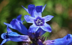Penstemon cyananthus cyananthus