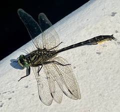 Phanogomphus australis
