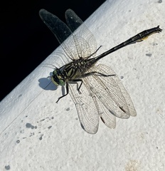 Phanogomphus australis