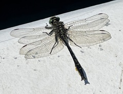 Phanogomphus australis