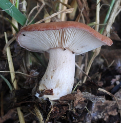 Rhodocybe lateritia