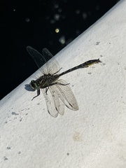 Phanogomphus australis