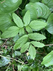 Angelica genuflexa
