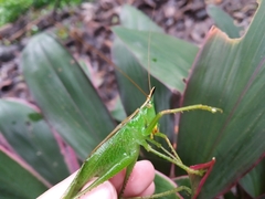 Melanophoxus brunneri