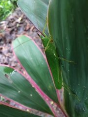 Melanophoxus brunneri