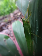 Melanophoxus brunneri