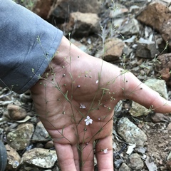 Hesperolinon micranthum