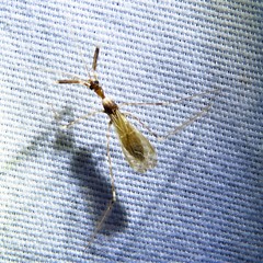 Stenolemoides arizonensis