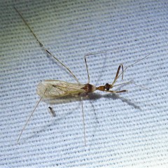 Stenolemoides arizonensis