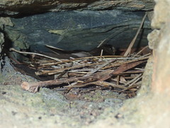 Stelgidopteryx ruficollis